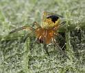 Araneus_ZZXYX_D8194_Z_89_Bij afgraving_Nederland